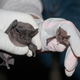 Illustration for article titled The Almost Perfect World War II Plot to Bomb Japan with Bats